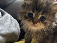 2 Aylık Yavru Dişi British Longhair