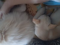 Köpeğimiz kısır degil