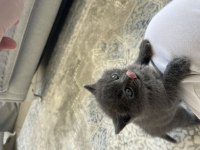 British Shorthair Oğlumuza Ömürlük Yuva Arıyoruz!