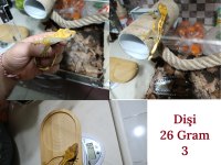 Sağlıklı Sezona Hazır Crested Gecko