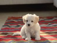 Bembeyaz maltese terrier akıllı ve büyümeyen