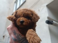 Red brown toy poodle erkek