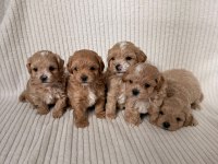 Ev doğumlu teacup boy maltipoo yavrular