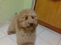 Poodle Köpeğimizi Sahiplendiriyoruz (Ücretsiz Değil)