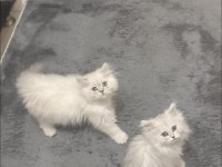 Full Şecereli British Malzemelerle Birlikte Erkek-Dişi