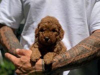 Safkan Toy Poodle Arayanlara Özel