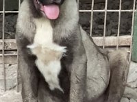 Aşıları Yapılı Köpeklerimizi Sahiplendiriyoruz