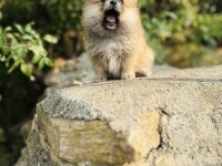 Ruhsatlı İşletmeden Her Renk Pomeranian Boo