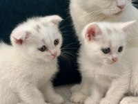 Kedilerimizi Sahiplendiriyoruz