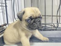 Pug Mops Yavrular