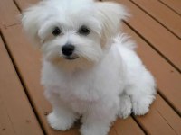 Mükemmel Maltese Yavrularımız