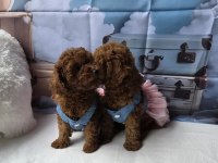 Mükemmel Poodle Bebekleri