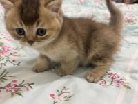 16 Şubat Doğumlu British Shorthair Bebeğimiz