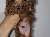 Toy Poodle Red Brown