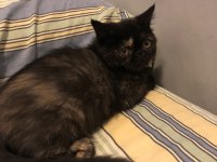 2.5 Aylık Dişi Exotic Shorthair