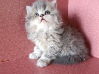 Erkek British Longhair