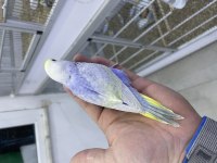 30 günlük muhabbet kuşu erkek rainbow yuva yavruları