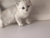 Scottish Lynx Point Dişi Kedimiz