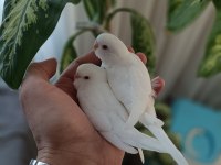 Albino Yavru Muhabbet Kuşlar