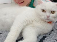 Ücretsiz 2 yaşında dişi british shorthair