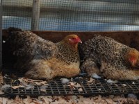 Buff Barret Brahma Kuluçkalık Yumurta