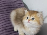 Pofuduk British Longhair Güzellikler