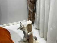 Kedimiz Yeni Sahibini Arıyor