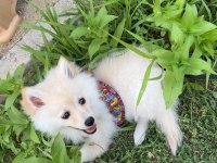 Pomeranian 3 aylık dişi