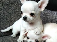 Chihuahua yavrular minyatür