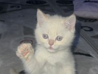 Minik Erkek British Shorthair Uygun