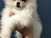 Rusya Girişli Evraklı Ayı Surat Pomeranian Boo