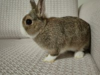 Safkan Hollanda Cüce Erkek Ve Dişi Tavşanlar