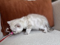 Mükemmel Kalite Silver Point British Shorthair