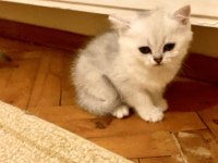 Yakışıklı Mavi Gözlü Minnak British Shorthair