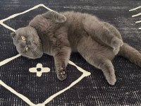 Kısırlaştırıp sahiplendirilecek scottish fold