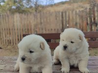 Chow chow yavru köpekler