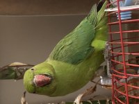 Pakistan Papağanı Kafesiyle Satılır