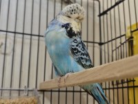 Show erkek dişi muhabbet kuşlarımız