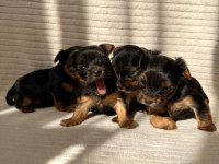 Teacup yorkshire terrier ev doğumlu yavrular