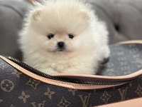 Orjinal Erkek Teacup Pomeranian