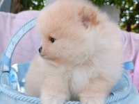 Irk Garantili Ayı Surat Pomeranian Bebekler