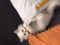 Erkek Persian Bebeğimiz Yuva Arıyor