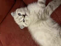 50 Günlük Bluepoint Yavru Kediler