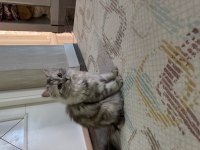 Ücretsiz Sahiplendirme British Longhair