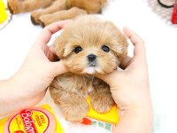 Toy Poodle Köpekler Sizleri Bekliyor