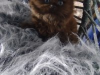 Chocolatte British Longhair Güzellik