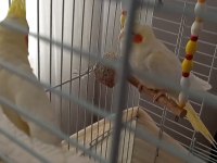 Kırmızı Göz Takım Sultan Papağanı