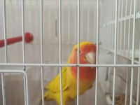 Cennet Papağanı 2 Yaşında Erkek