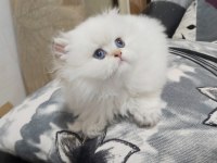 Babasının oğlu safkan british longhair