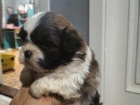 Shih tzu dişi erkek 0 numara yavrular